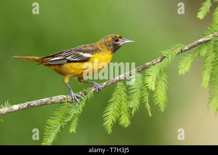 Femmina adulta Baltimore Rigogolo (Icterus galbula) arroccato su una piccola succursale in Galveston County, Texas, Stati Uniti d'America, durante la migrazione a molla. Foto Stock