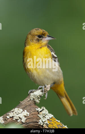 Femmina adulta Baltimore Rigogolo (Icterus galbula) arroccato su una piccola succursale in Galveston County, Texas, Stati Uniti d'America, durante la migrazione a molla. Foto Stock