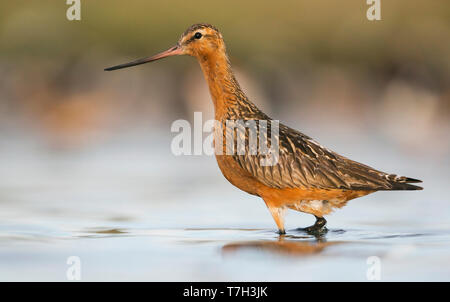 Adulto Bar-tailed godwit (Limosa lapponica) tedeschi nel mare di Wadden. Foto Stock