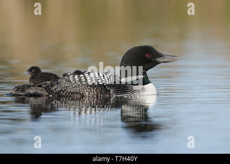 Adulto Loon comune (Gavia immer) in allevamento piumaggio sul Lac Le Jeune, British Colombia in Canada. Madre con due pulcini equitazione sulla sua schiena. Foto Stock