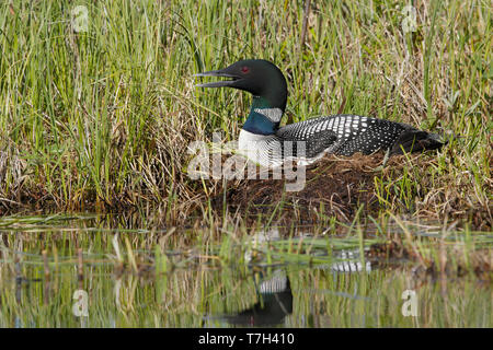 Adulto Loon comune (Gavia immer) in allevamento piumaggio sul Lac Le Jeune, British Colombia in Canada. Seduto su di esso il nido. Foto Stock