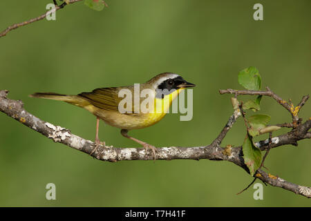 Maschi adulti Yellowthroat comune (Geothlypis trichas) in Galveston County, Texas, Stati Uniti d'America. Arroccato su un ramoscello contro un verde sfondo naturale. Foto Stock