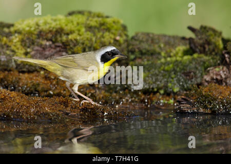 Maschi adulti Yellowthroat comune (Geothlypis trichas) in Galveston County, Texas, Stati Uniti d'America. In piedi sul suolo in corrispondenza di un pool di bere in una foresta. Foto Stock