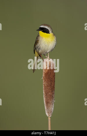 Maschi adulti Yellowthroat comune (Geothlypis trichas). Arroccato su un pettine contro un verde sfondo naturale in Lac Le Jeune, Colombia britannica, Canada. Foto Stock