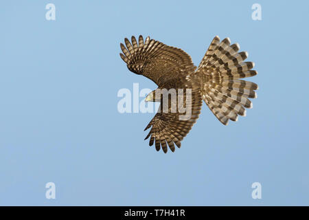 Immaturo Cooper's Hawk (Accipiter cooperii) in volo su Chambers County, Texas, Stati Uniti d'America. Visto dal lato, volare contro un cielo blu come sfondo. Foto Stock