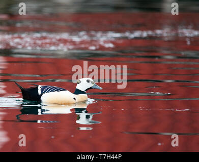 Maschio di Steller Eider (Polysticta stelleri) svernamento nel porto del nord della Norvegia Foto Stock