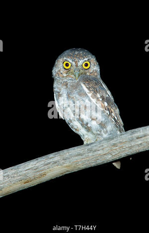 Adulto di gufo di Elf (Micrathene whitneyi) nella contea di Brewster, Texas, Stati Uniti d'America. Foto Stock