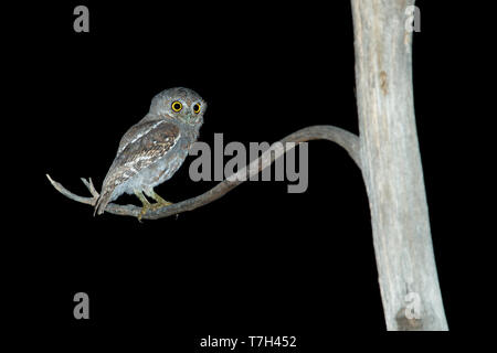 Adulto di gufo di Elf (Micrathene whitneyi) nella contea di Brewster, Texas, Stati Uniti d'America. Foto Stock