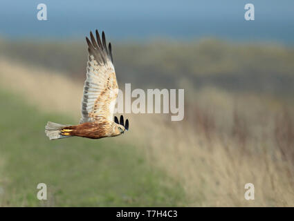 Western Marsh Harrier (Circus aeruginosus) maschio adulto in volo, visto dal lato che mostra sotto l'ala. Foto Stock