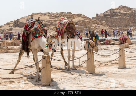 Giza, Egitto - 19 Aprile 2019: due cammelli in attesa per i turisti a Giza Foto Stock