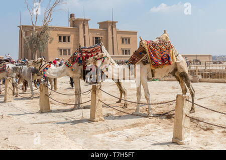 Giza, Egitto - 19 Aprile 2019: due cammelli in attesa di turisti in Egitto Foto Stock