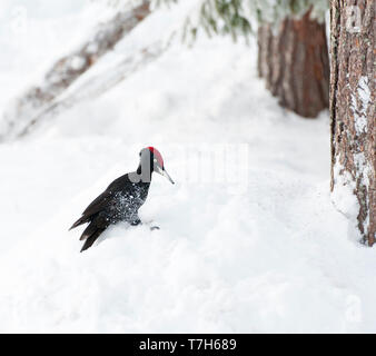 Picchio nero (Dryocopus martius) nella taiga finlandese foresta vicino a Kuusamo durante un inverno freddo. Sbarco nella neve nei pressi di alcuni alberi di pino. Foto Stock