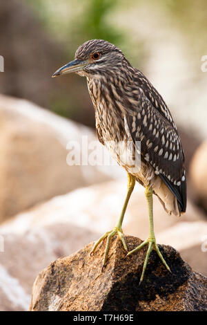 Immaturo nero-incoronato Night-Heron Foto Stock