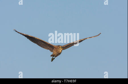 I capretti Nitticora (Nycticorax nycticorax ssp. nycticorax) in volo contro un cielo blu come sfondo in Francia. Foto Stock