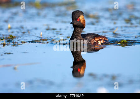 Nero-Svasso collo tra la fioritura di acqua di stagno-stella Foto Stock