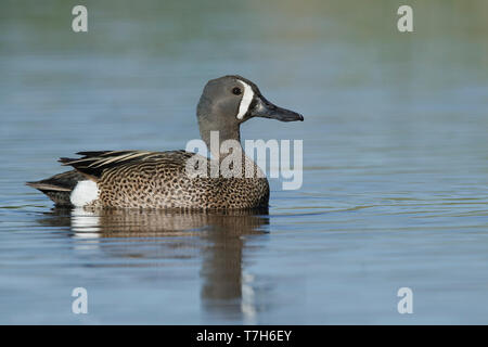 Adulto maschio blu-winged Teal (Anas discors) Kamloops, British Columbia Giugno 2015 Foto Stock