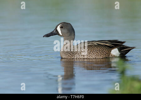 Adulto maschio blu-winged Teal (Anas discors) Kamloops, British Columbia Giugno 2015 Foto Stock