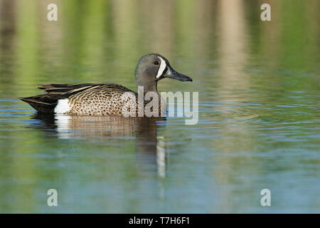 Adulto maschio blu-winged Teal (Anas discors) Kamloops, British Columbia Giugno 2015 Foto Stock