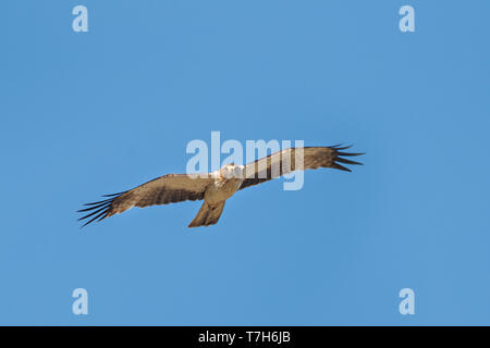 Adulto morph pallido avviato Eagle (Hieraaetus pennatus) in volo contro un cielo blu come sfondo in Kazakistan. Foto Stock