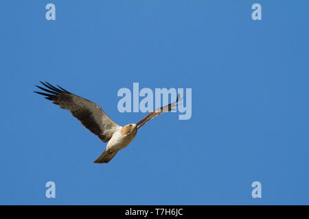 Adulto morph pallido avviato Eagle (Hieraaetus pennatus) in volo contro un cielo blu come sfondo in Kazakistan. Foto Stock