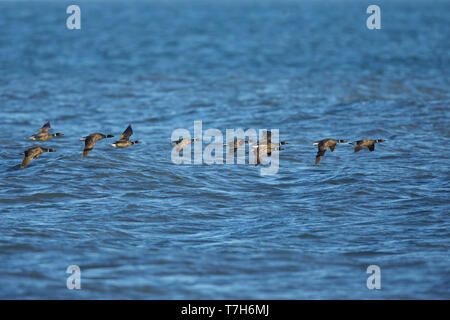 Gregge di Black Brant, Branta nigricans) in formazione volando a bassa quota sopra l'Oceano Pacifico off Seward Peninsula, Alaska, Stati Uniti. Foto Stock