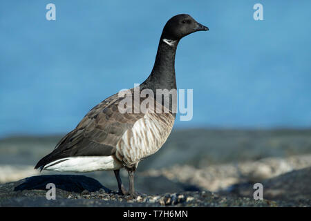 Adulto-pallido panciuto Brent Goose (Branta bernicla hrota). Monmouth County, New Jersey, USA. Foto Stock