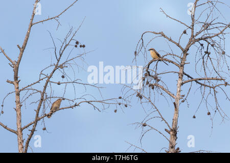 Brown, Shrike Lanius cristatus ssp. cristatus, Russia, maschio adulto con spasmodico Foto Stock