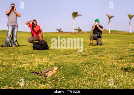 Primo-inverno Buff-breasted Sandpiper (Calidris subruficollis), camminando su di un campo da Golf a Lanzarote isole Canarie Spagna in settembre. Con tre Foto Stock