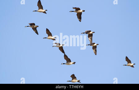 Gregge di Richardson di oca Cackling, Branta hutchinsii hutchinsii in volo contro un cielo blu come sfondo in Kansas, Stati Uniti. Foto Stock