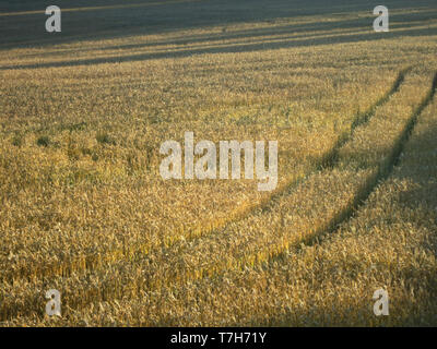 Campo di grano con carrello le tracce in GR 65, Via Podiensis, anche sapere come Le Puy Route, nel sud della Francia. Parte francese del Camino de Santiago. Foto Stock