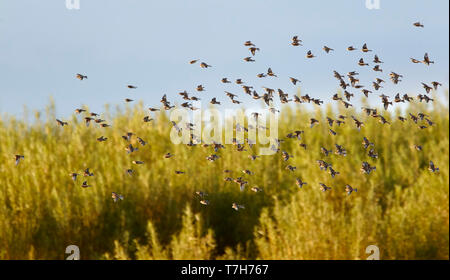 Gregge di Linnets europea (Carduelis cannabina) in volo durante la migrazione in Europa. Foto Stock