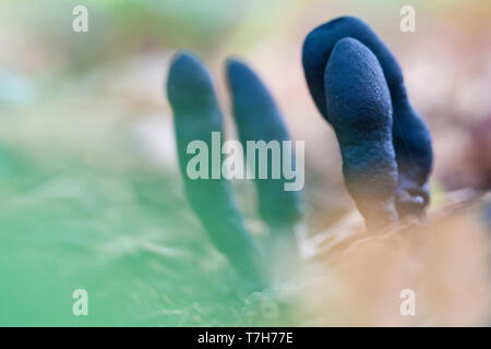 Uomo Morto del dito (Xylaria polymorpha) a landgoed Oud Poelgeest in autunno Foto Stock