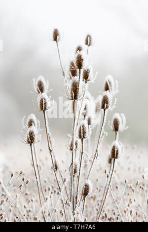 Wild (Teasel Dipsacus fullonum) coperta in soft rime Foto Stock