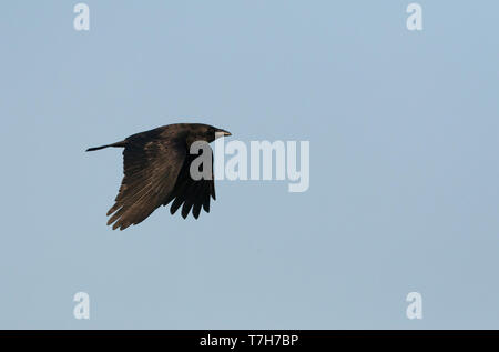 Carrion Crow (Corvus corone) in volo, mostrando upperwing Foto Stock