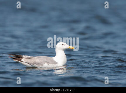 Adulto Caspian Gull (Larus cachinnans in Donau delta in Romania. Alert cercando bird in estate piumaggio galleggianti sulla superficie dell'acqua. Foto Stock