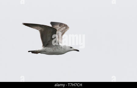 Primo inverno Caspian Gull (Larus cachinnans) mostra underwing Foto Stock