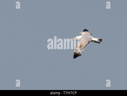 Seconda-estate Caspian Gull (Larus cachinnans) in volo nei Paesi Bassi, mostra ala superiore. Foto Stock