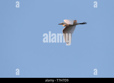 I capretti Airone guardabuoi (Bubulcus ibis) battenti all'alba sopra il vecchio ponte romano di Merida in Spagna centrale. Foto Stock