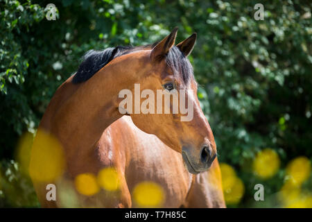 Trakehner. Ritratto di bay castrazione su un pascolo. Svizzera Foto Stock