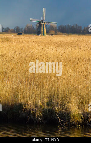 Vista panoramica dei Paesi Bassi. Iconico del xviii secolo mulini a vento a Kinderdijk con reed letto di fronte. Foto Stock