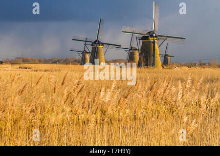 Vista panoramica dei Paesi Bassi. Iconico del xviii secolo mulini a vento a Kinderdijk con reed letto di fronte. Foto Stock