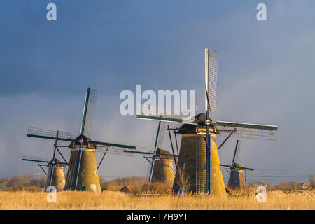 Vista panoramica dei Paesi Bassi. Iconico del xviii secolo mulini a vento a Kinderdijk con reed letto di fronte. Foto Stock