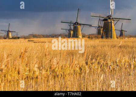 Vista panoramica dei Paesi Bassi. Iconico del xviii secolo mulini a vento a Kinderdijk con reed letto di fronte. Foto Stock