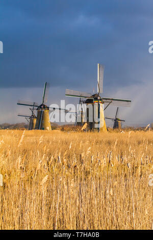 Vista panoramica dei Paesi Bassi. Iconico del xviii secolo mulini a vento a Kinderdijk con reed letto di fronte. Foto Stock