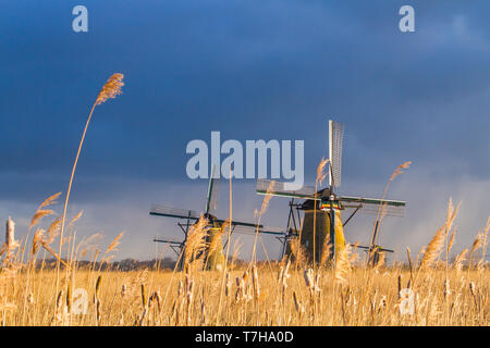 Vista panoramica dei Paesi Bassi. Iconico del xviii secolo mulini a vento a Kinderdijk con reed letto di fronte. Foto Stock