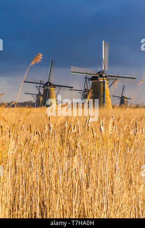 Vista panoramica dei Paesi Bassi. Iconico del xviii secolo mulini a vento a Kinderdijk con reed letto di fronte. Foto Stock