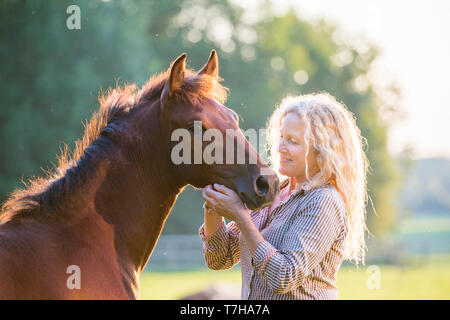 Sport iberica cavallo. Andrea Jaenisch fondling una baia puledro su un pascolo. Germania Foto Stock