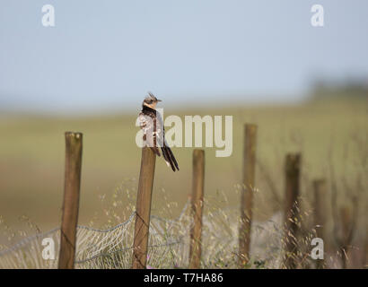 Adulto grande cuculo maculato (Clamator glandarius) appollaiato sul palo di legno in Europa meridionale. Foto Stock