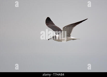 Primo-estate ridendo gabbiano (Larus atricilla) in volo. Foto Stock