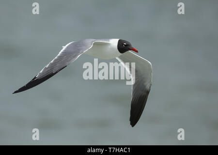 Adulto di ridere gabbiano (Larus atricilla) negli allevamenti di piumaggio in Galveston County, Texas, Stati Uniti d'America. In volo. Foto Stock